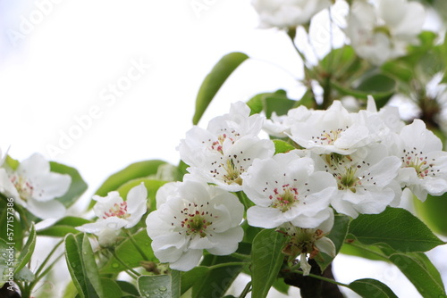 White pear flowers on a branch. Green leaves. Closeup. Selective focus. Copy space