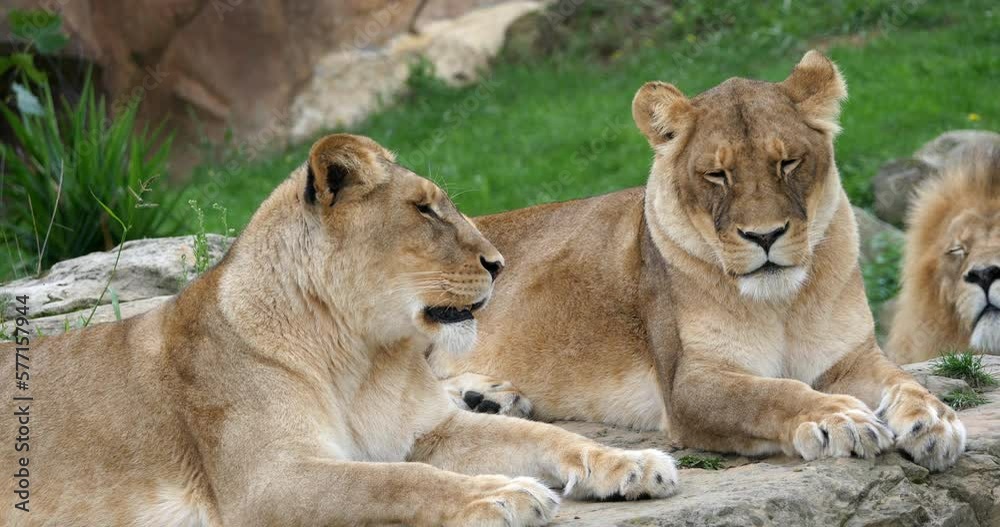 African Lion, panthera leo, Group with One Male and Females, Real Time 4K African Lion, panthera leo, Group with One Male and Females, Real Time 4K