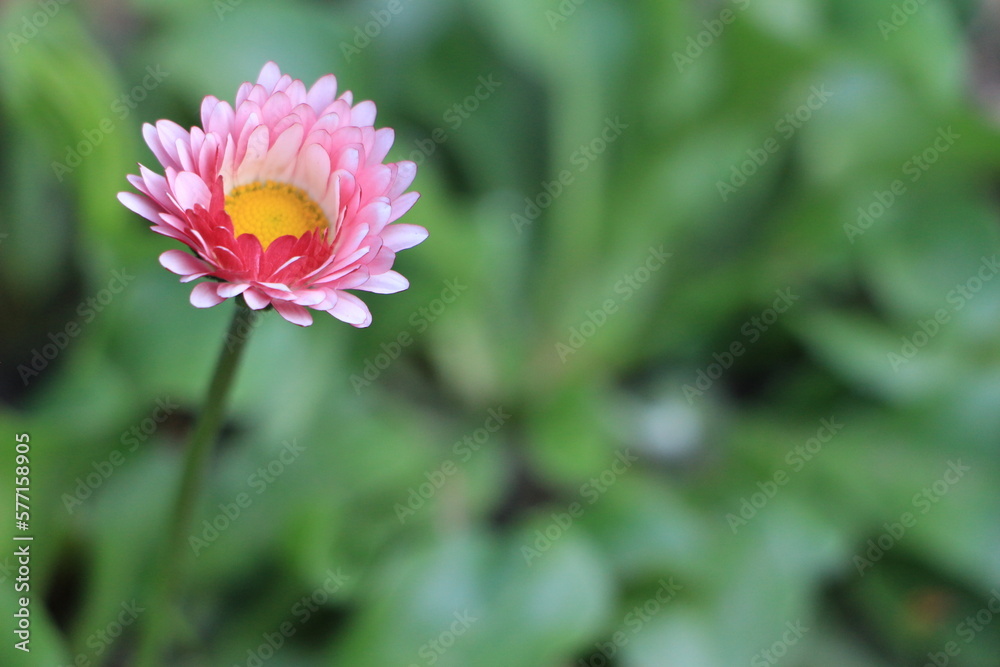 Daisy flower close up. Green blurred background. Background. Layer. Selective focus. Copy space Daisy flower close up. Green blurred background. Background. Layer. Selective focus. Copy space