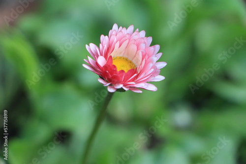 Daisy flower close up. Green blurred background. Background. Layer. Selective focus. Copy space