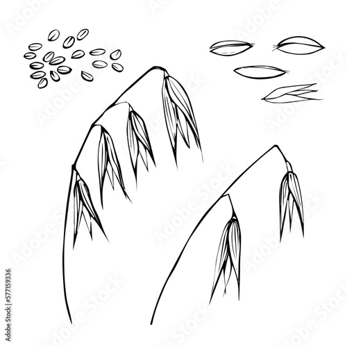 Oat plant. Doodle set.Monochrome sketch outline, oats, seeds, cereal. Isolated on a white background. Agriculture and growing crops. Design element.Food and organic production.