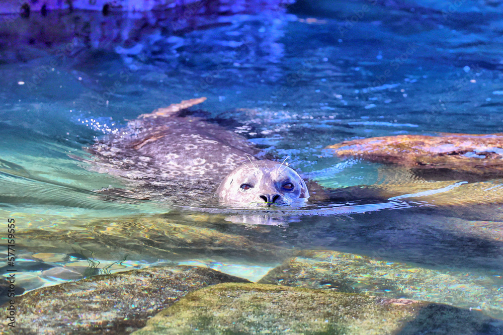 Obraz premium Seelöwe