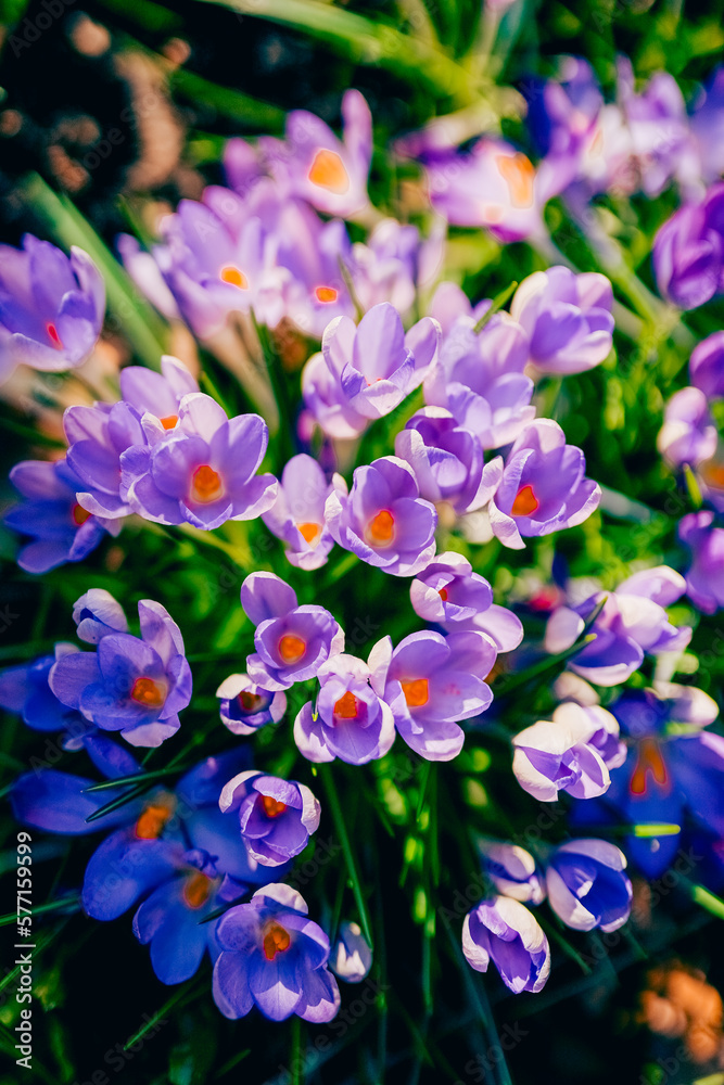 Purple crocus flowers in spring. High quality photo.