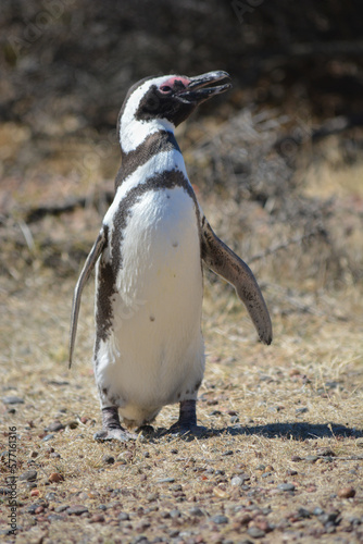 Pingüino en Punta Tombo, Chubut, Argentina