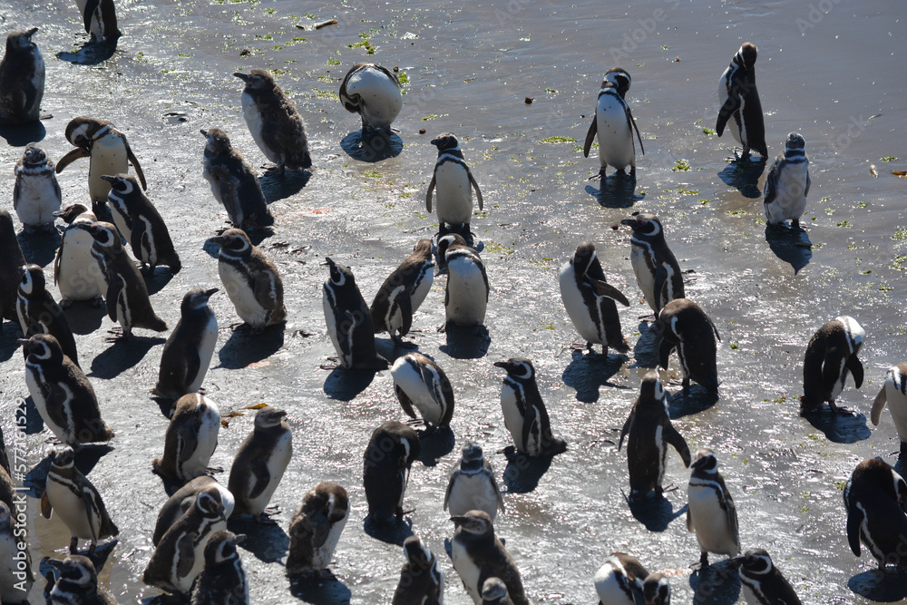 Fototapeta premium Colonia de pingüinos en Punta Tombo, Chubut, Argentina