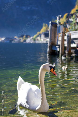Fototapeta Naklejka Na Ścianę i Meble -  White swan on the lake
