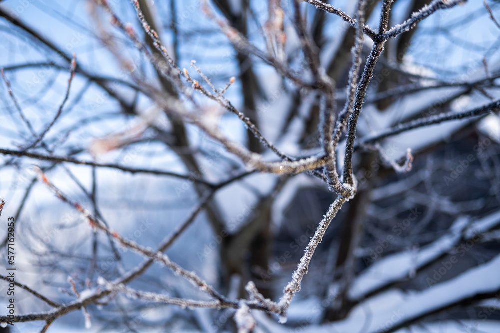 Snow covered branches Snow covered branches