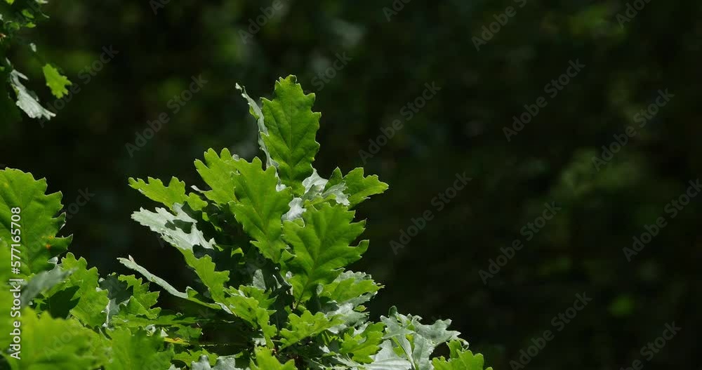 Leaves of English Oak, quercus robur or quercus pedunculata, Forest near Rocamadour in the South West of France, Real Time 4K Leaves of English Oak, quercus robur or quercus pedunculata, Forest near Rocamadour in the South West of France, Real Time 4K