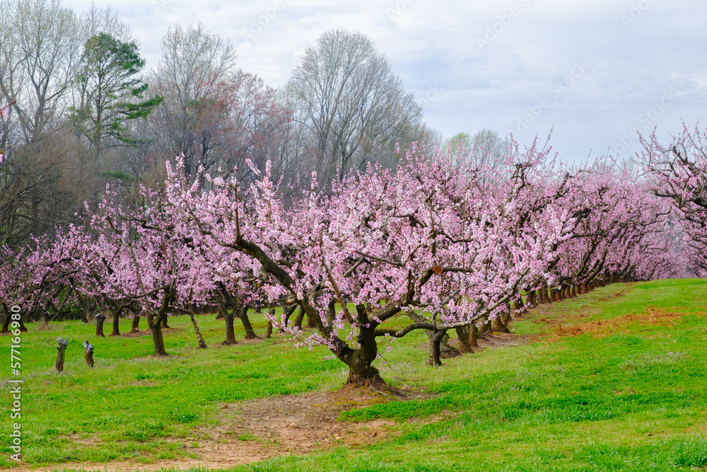 Orchard of peach trees blooming in the spring on a cloudy day. Orchard of peach trees blooming in the spring on a cloudy day.