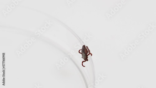Infectious parasitic insect ixodid ticks on a white background. Mite.