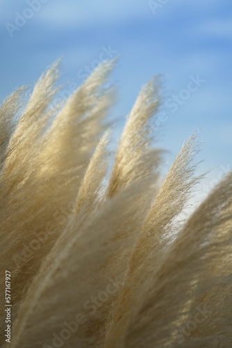 Fluffy dry reed growing in park sways with gusts of wind on background of blue sky. Closeup of dry wild grass in field or botanical garden outdoors under summer sunny sky 