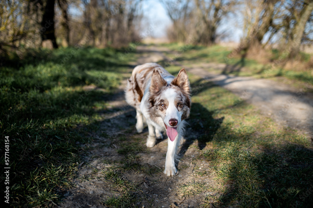 Portrait of a dog, white and brown border collie in the field and wood, head of a dog Portrait of a dog, white and brown border collie in the field and wood, head of a dog