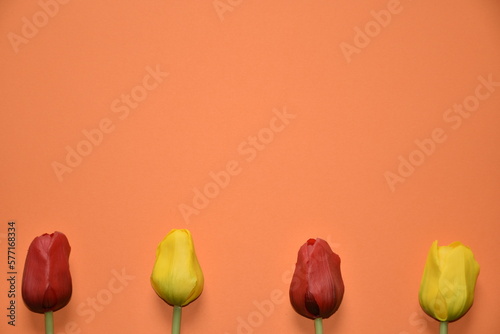 Yellow and red tulips on an orange background.