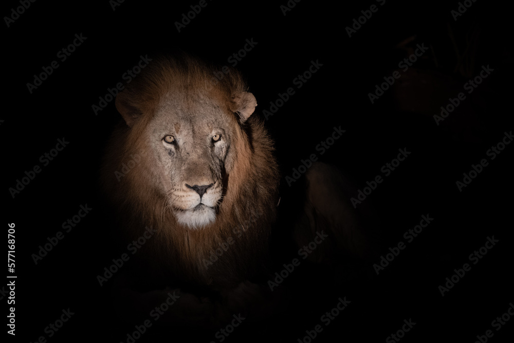 Portrait of a male lion at night