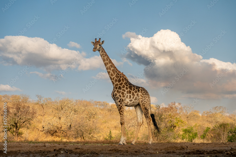Obraz premium Giraffe reflected in water in South Africa