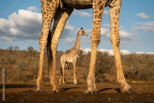 Giraffe at water hole in South Africa