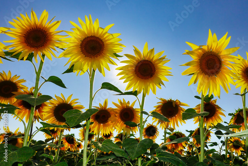 close-up of a beautiful sunflower in a sunflowers field  Sunbeam  Helianthus annuus. Field of blooming sunflowers in a sunny blue sky day