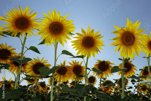 close-up of a beautiful sunflower in a sunflowers field: Sunbeam, Helianthus annuus. Field of blooming sunflowers in a sunny blue sky day