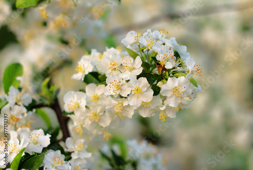 Beautiful spring blooming cherry tree  white flowers