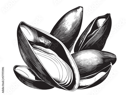Mussels sea sketch drawn with hand illustration sea food