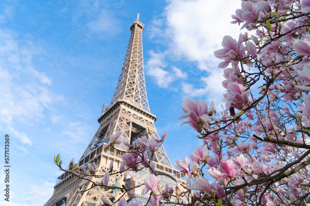 Eiffel Tower with blooming magnolia spring flowers, Paris, France