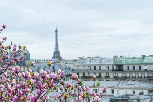 famous Eiffel Tower and Paris roofs with spring tree flowers, Paris France © neirfy