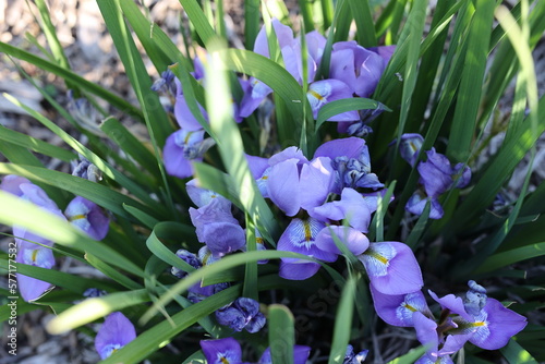 Douglas iris