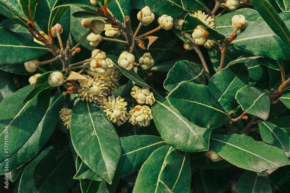 Close-up of laurel blossom. Laurel trees in Turkey in bloom in spring idea for background Close-up of laurel blossom. Laurel trees in Turkey in bloom in spring idea for background