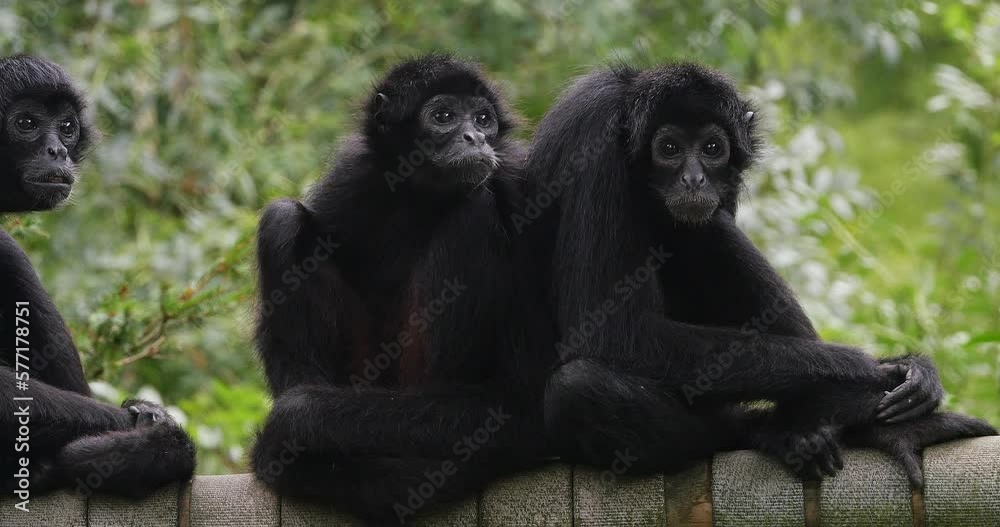 Brown Headed Spider Monkey, ateles fusciceps rufiventris, Group of Adullts standing on Branch, Real Time 4K Brown Headed Spider Monkey, ateles fusciceps rufiventris, Group of Adullts standing on Branch, Real Time 4K
