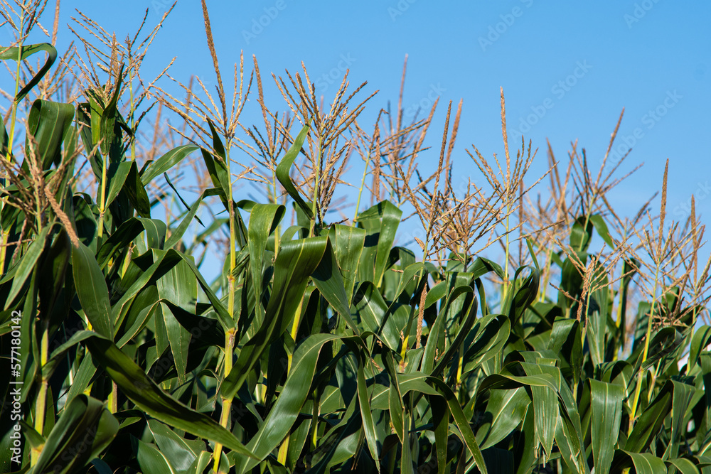 Agricultura Agro Culturas Cana Soja Milho Agricultura Agro Culturas Cana Soja Milho
