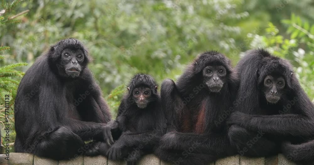 Brown Headed Spider Monkey, ateles fusciceps rufiventris, Group of Adullts standing on Branch, Real Time 4K