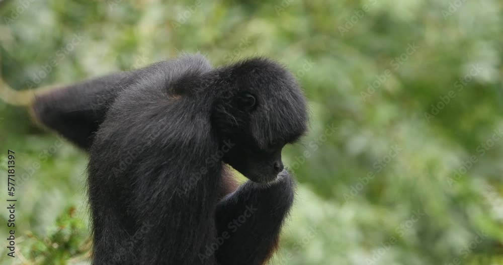 Brown Headed Spider Monkey, ateles fusciceps rufiventris, Adult Scratching, Real Time 4K Brown Headed Spider Monkey, ateles fusciceps rufiventris, Adult Scratching, Real Time 4K