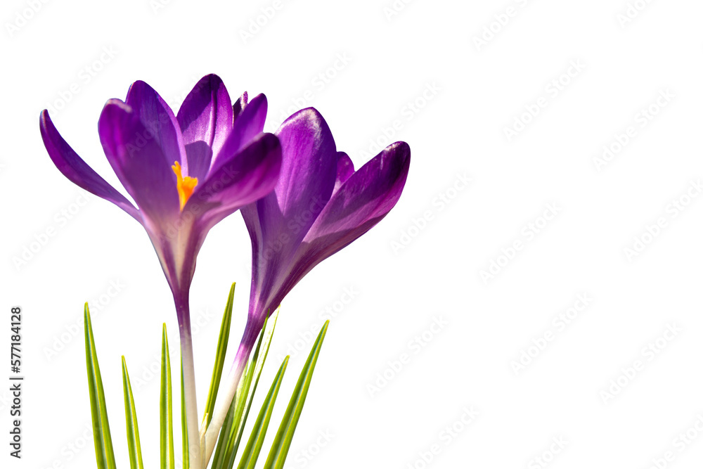 Fotobehang Krokus lila Krokusse, freigestellt, PNG #577184128