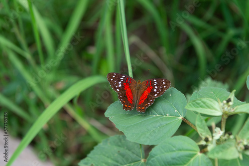 butterfly on leaves. butterfly red color. exotic butterfly insect. butterfly in nature