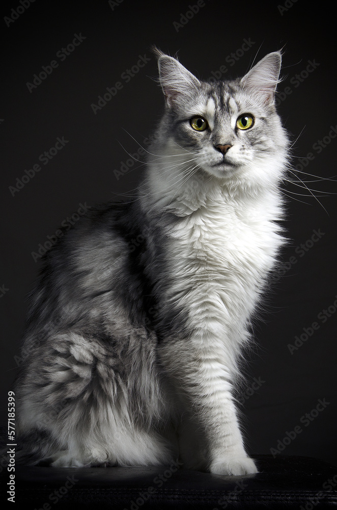 Black and white Maine Coon cat posing