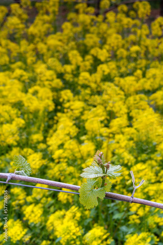 Spring Season in Francicaorta, brescia province in Lombardy district, Italy, Europe. photo