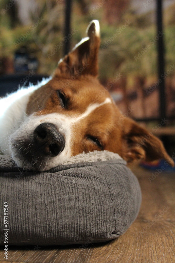 Sleeping brown and white terrier / border collie mix dog Sleeping brown and white terrier / border collie mix dog