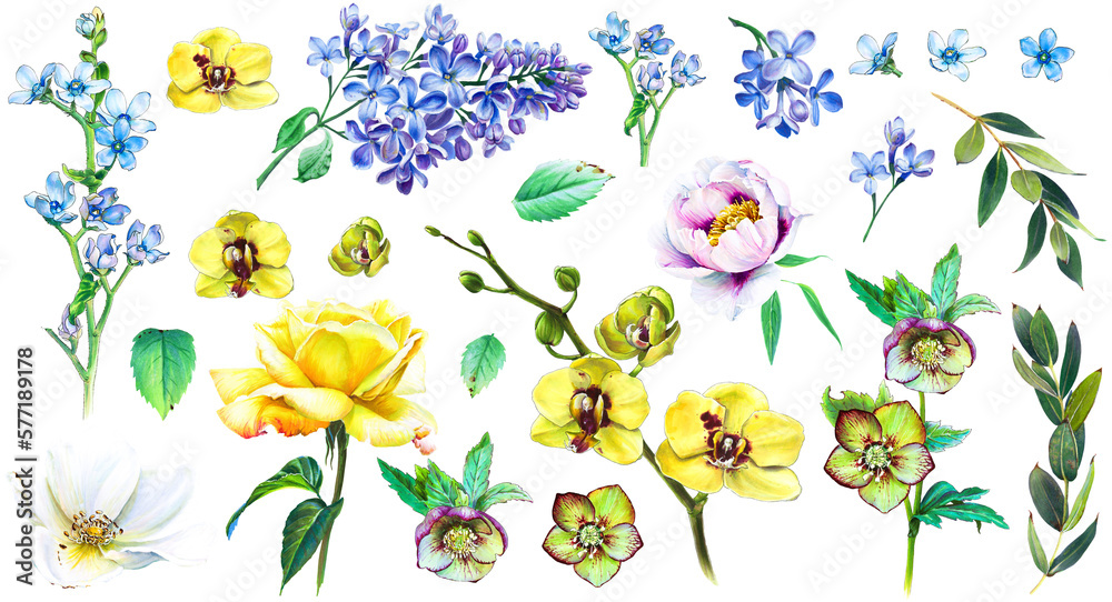 Big floral set. Blue lilac, yellow rose and orchid, heleborus, eucalyptus leaves. Flowers illustration Big floral set. Blue lilac, yellow rose and orchid, heleborus, eucalyptus leaves. Flowers illustration