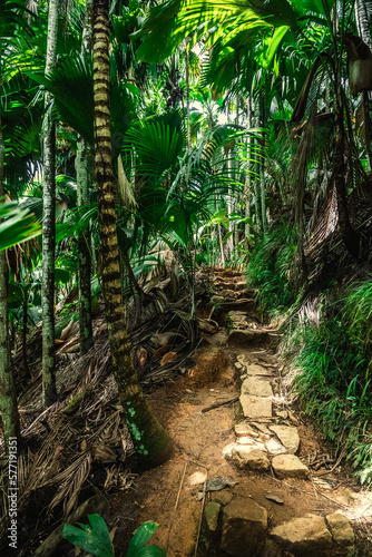 Path in the Vallee de Mai jungle