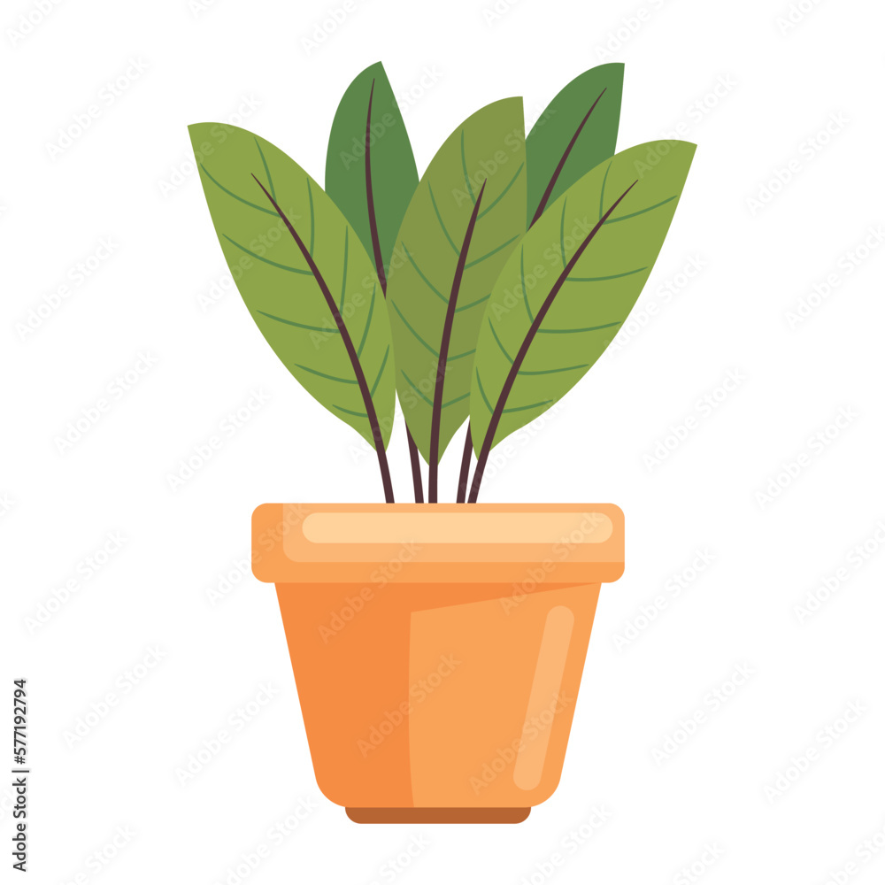 Fototapeta premium houseplant in pot