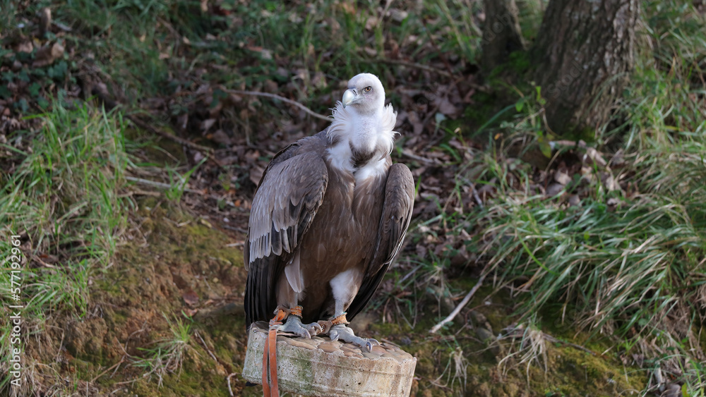 Buitre leonado, Parque de la Naturaleza de Cabárceno, Cantabria, España Buitre leonado, Parque de la Naturaleza de Cabárceno, Cantabria, España