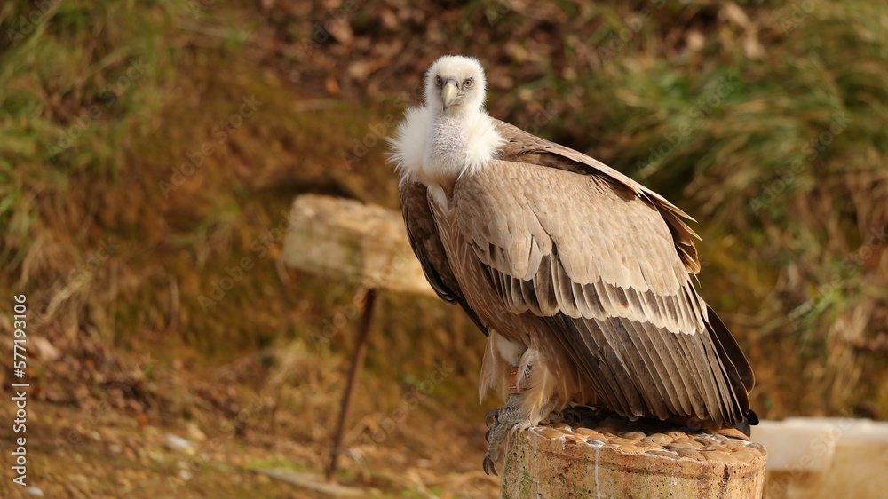 Fototapeta premium Buitre leonado, Parque de la Naturaleza de Cabárceno, Cantabria, España