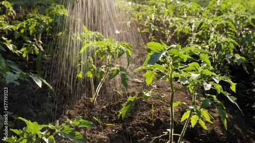 Gardener watering plant tomato seedlings bush. Growing tomato sprout. Backyard vegetable garden watering crops spraying plants garden hose water irrigation farm tomato garden irrigation. Rubber boots