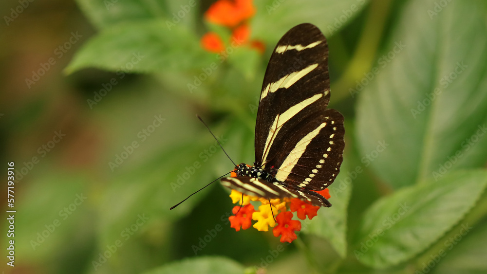 Mariposa cebra, Zoo de Santillana del Mar, Cantabria, España Mariposa cebra, Zoo de Santillana del Mar, Cantabria, España