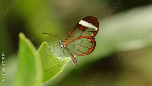 Mariposa de cristal o espejito en el mariposario del Zoo de Santillana del Mar, Cantabria, España. photo