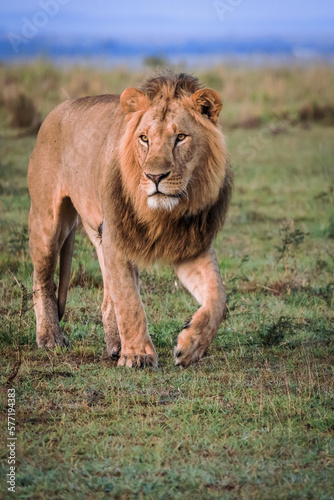 Wallpaper Mural Male lion in early morning sunlight Torontodigital.ca
