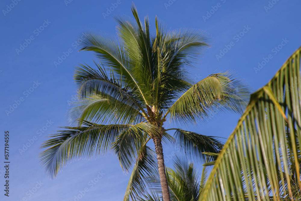 Fototapeta premium Palm & Blue Sky