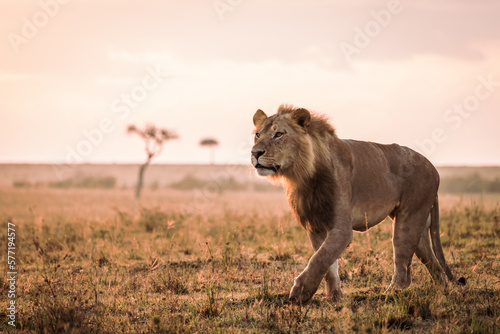 Fototapeta Naklejka Na Ścianę i Meble -  Male lion in early morning sunlight