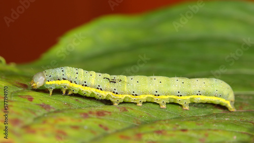 Noctua de las huertas o Lacanobia oleracea