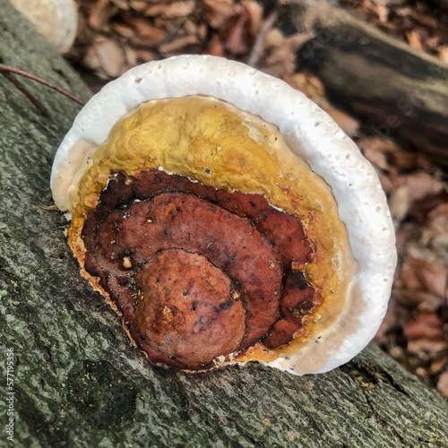 close up ganoderma polyporales mushroom in the woods  photo